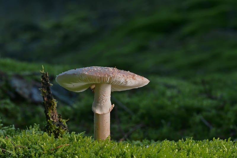 Nature Collage